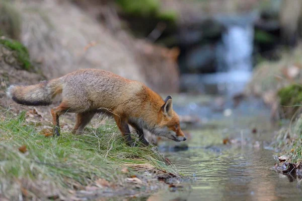 Червоний Лис Vulpes Vulpes Стоїть Струмку Богемський Ліс Чеська Республіка — стокове фото