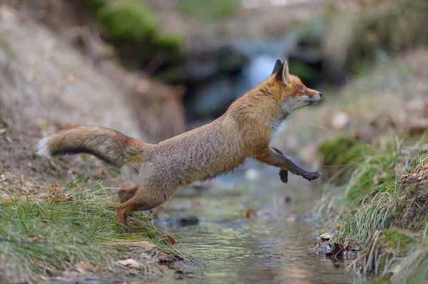 Red Fox Vulpes Vulpes Jumping Brook Bohemian Forest Czech Republic — Foto de Stock
