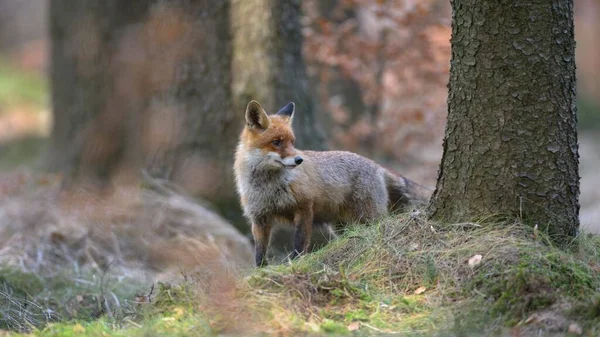 Red Fox Vulpes Vulpes Standing Spruce High Forest Bhmerwald Czech — Stock Photo, Image
