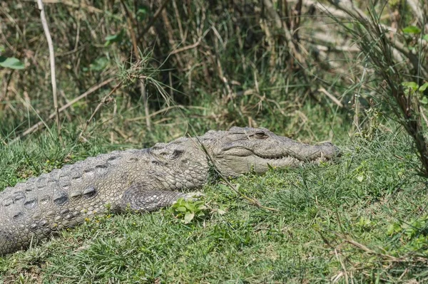Mugger Crocodile Marsh Crocodile Crocodylus Palustris Riverbank Chitwan National Park — Fotografia de Stock