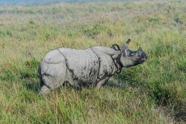 Індійський Носоріг Rhinoceros Unicornis Високій Траві Національний Парк Казіранга Ассам — стокове фото