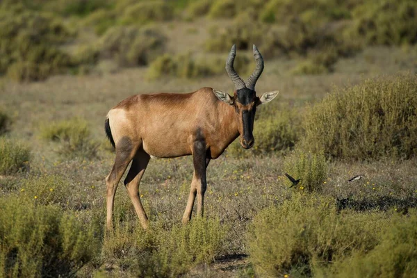 Red Hartebeest Alcelaphus Buselaphus Caama Bushmans Kloof Private Game Reserve —  Fotos de Stock