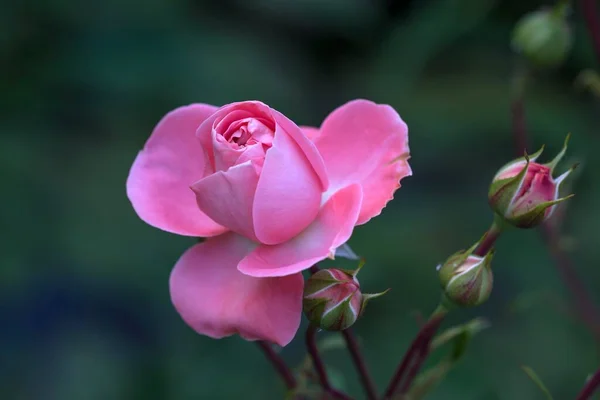 Rose Blossom Bud Rosa Bavaria Germany Europe — ストック写真