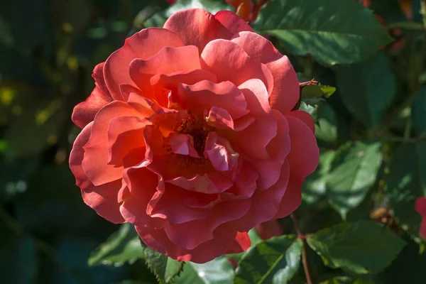 Rose Blossom Rosa Bavaria Germany Europe — Foto Stock