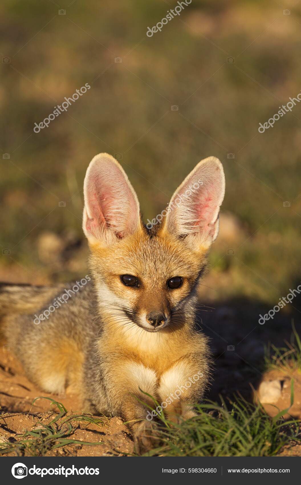 Cape Fox Vulpes Chama Resting Its Burrow Kalahari Desert Kgalagadi — Stock  Photo © imagebrokermicrostock #598304660, image size:1056x1700