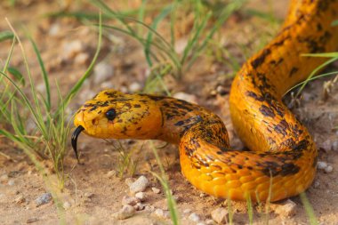 Cape Cobra (Naja nivea), sticking out tongue, during the rainy season in green grass, Kalahari Desert, Kgalagadi Transfrontier Park, South Africa, Africa clipart