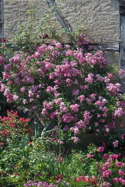 Flowering Rosebush Rosa Front House Wall Lower Franconia Bavaria Germany — Foto de Stock