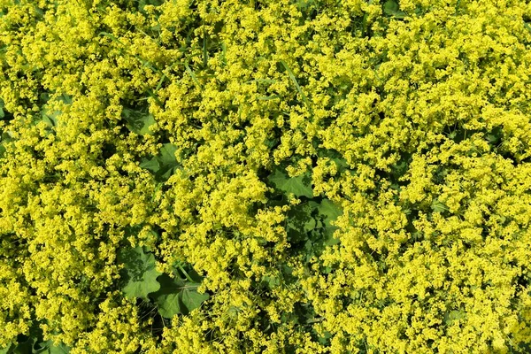 Жёлтые Флоксы Обыкновенные Alfabulgaris Бавария Германия Европа — стоковое фото