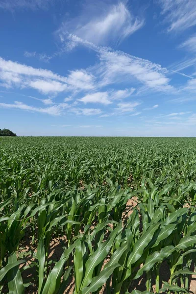 Corn Field Zea Mays Young Plants Cloudy Sky Middle Franconia — Foto Stock