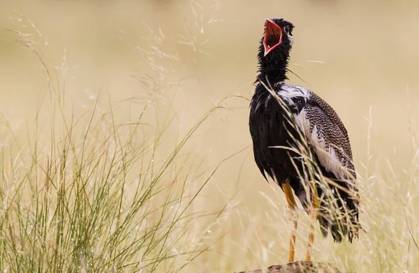 Northern Black Korhaan Afrotis Afraoides Also Called White Quilled Bustard — Zdjęcie stockowe