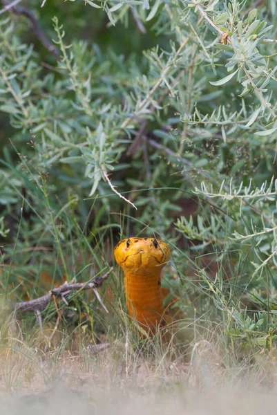 Cape Cobra Naja Nivea Rainy Season Green Surroundings Bushland Kalahari — 스톡 사진