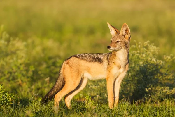 Black Backed Jackal Canis Mesomelas Standing Grassland Kalahari Desert Kgalagadi — Stock Photo, Image