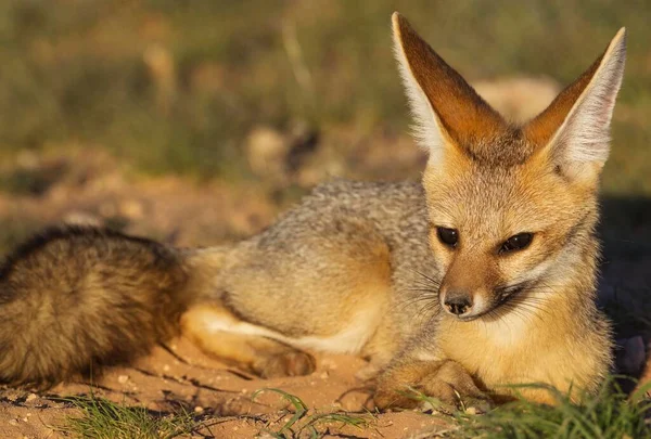 Cape Fox Vulpes Chama Resting Late Evening Its Burrow Kalahari — Stock Photo, Image
