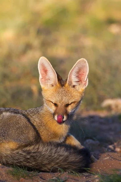 Кейп Фокс Vulpes Chama Отдыхающий Своей Норе Собирается Зевнуть Пустыня — стоковое фото