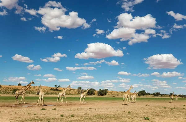 Южные Жирафы Жирафы Жирафы Стадо Собранное Бассейне Дождевой Водой Бассейне — стоковое фото