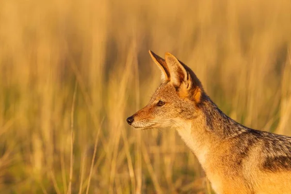 Black Backed Jackal Canis Mesomelas Grassland Portrait Kalahari Desert Kgalagadi — 图库照片