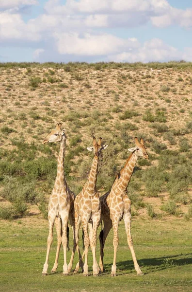 Three Southern Giraffes Giraffa Giraffa Giraffa Three Males Fight Rainy — Foto Stock