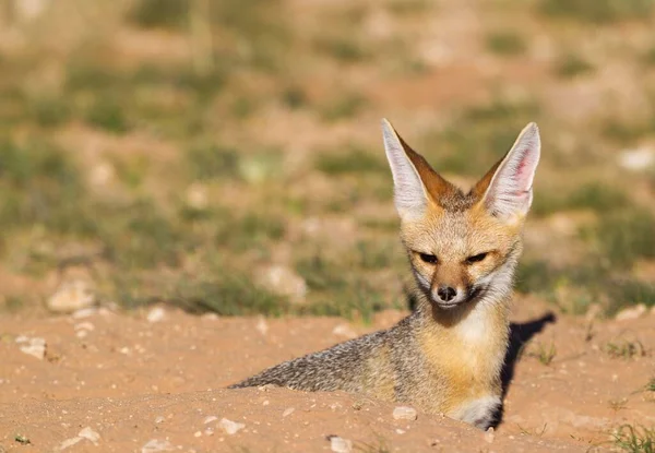 Cape Fox Vulpes Chama Resting Its Burrow Portrait Kalahari Desert — Fotografia de Stock