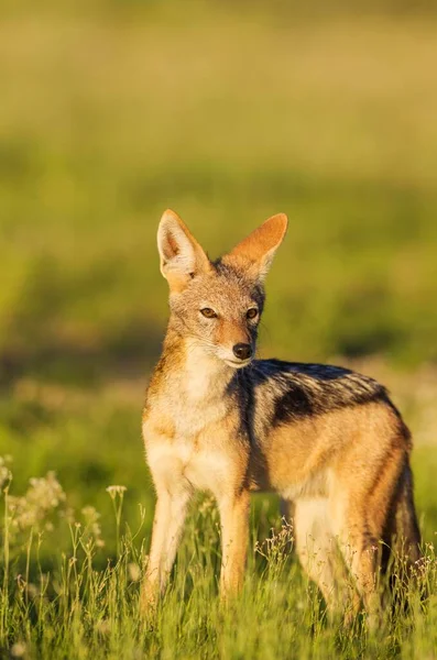 Black Backed Jackal Canis Mesomelas Standing Grassland Kalahari Desert Kgalagadi — Stockfoto