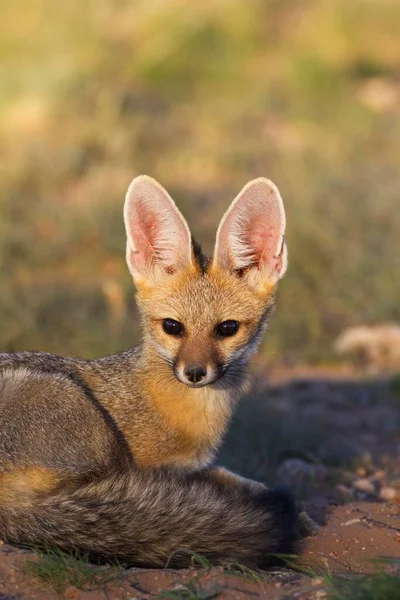 Cape Fox Vulpes Chama Resting Its Burrow Kalahari Desert Kgalagadi — Stock Fotó