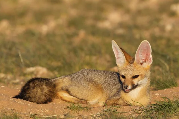 Cape Fox Vulpes Chama Resting Its Burrow Kalahari Desert Kgalagadi — Stockfoto