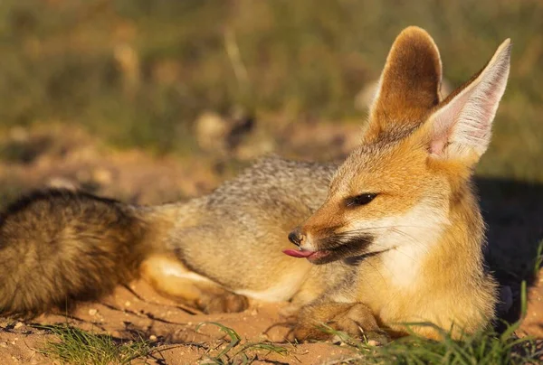 Cape Fox Vulpes Chama Resting Its Burrow Yawn Kalahari Desert — Foto de Stock
