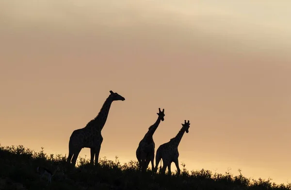 Southern Giraffes Giraffa Giraffa Three Males Dawn Kalahari Desert Kgalagadi — Foto de Stock
