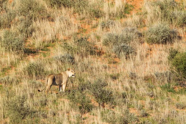Lionesses Panthera Leo Female Grass Grown Sand Dune Kalahari Desert — Foto Stock