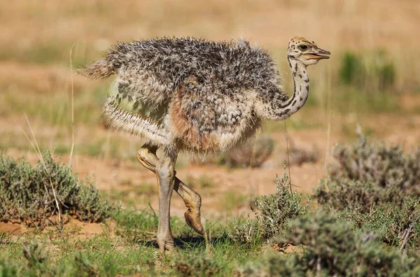 Ostrich Struthio Camelus Rainy Season Green Surroundings Kalahari Desert Kgalagadi — Stock Photo, Image