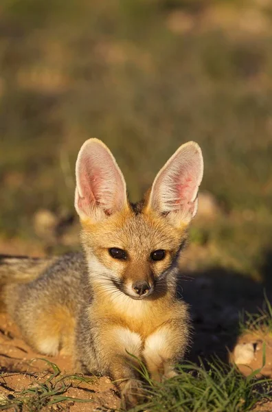 Cape Fox Vulpes Chama Resting Its Burrow Kalahari Desert Kgalagadi — Stock Fotó