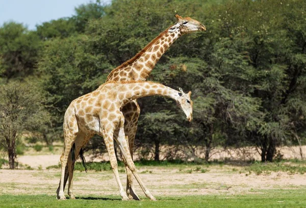 Two Southern Giraffes Giraffa Giraffa Fighting Males Rainy Season Green — Stok fotoğraf