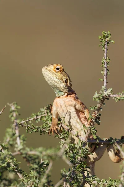 Ground Agama Agama Aculeata Male Climbing Low Shrub Kalahari Desert — Foto de Stock