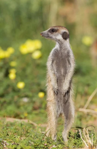 Suricate Meerkat Suricata Suricatta Guard Lookout Rainy Season Green Surroundings — Fotografia de Stock