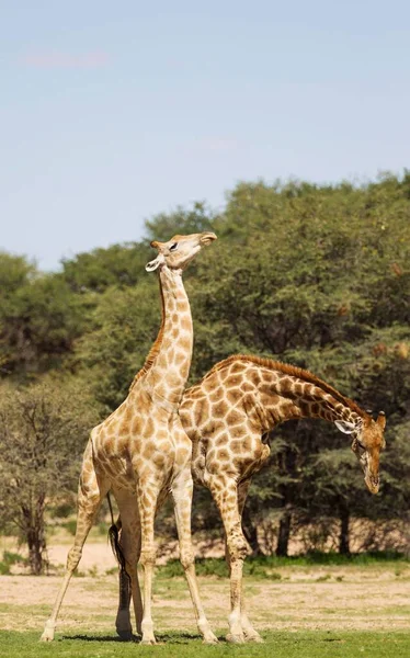 Два Південних Жирафи Жирафа Жирафа Борються Самцями Сезон Дощів Зеленим — стокове фото