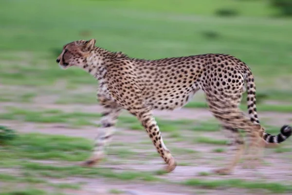 Cheetah Acinonyx Jubatus Walking Rainy Season Green Surroundings Kalahari Desert — Foto Stock