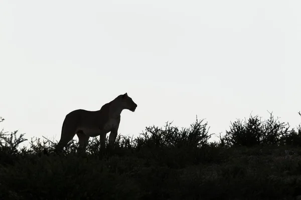 Silhouette Lioness Panthera Leo Female Observing Her Surroundings Kalahari Desert — Foto de Stock