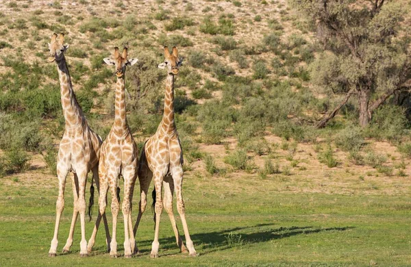 Три Південних Жирафи Giraffa Giraffa Giraffa Три Самці Перед Боєм — стокове фото
