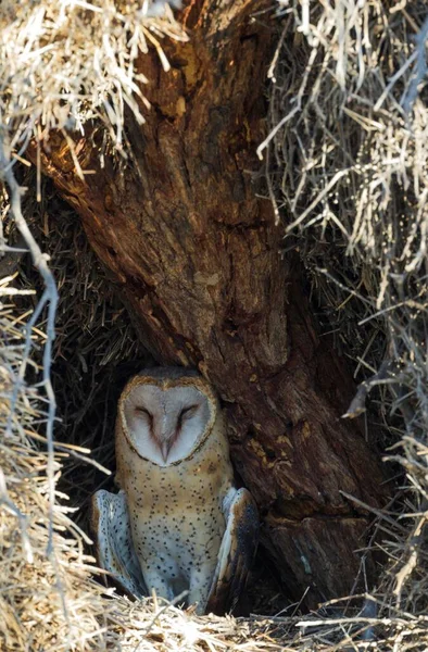 Barn Owl Tyto Alba Female Its Nest Tree Kalahari Desert — Stock Photo, Image