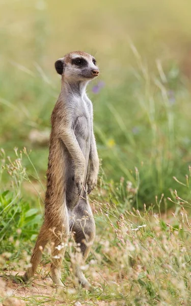 Suricate Meerkat Suricata Suricatta Guard Lookout Rainy Season Green Surroundings — Fotografia de Stock