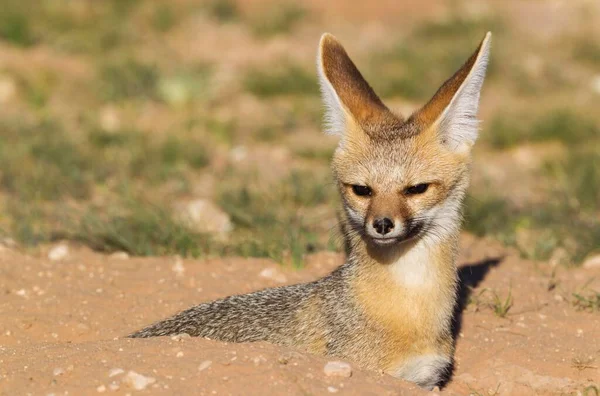 Cape Fox Vulpes Chama Resting Its Burrow Portrait Kalahari Desert — Foto Stock