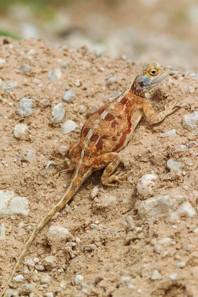 Ground Agama Agama Aculeata Pregnant Female Dry Ground Kalahari Desert — Fotografia de Stock
