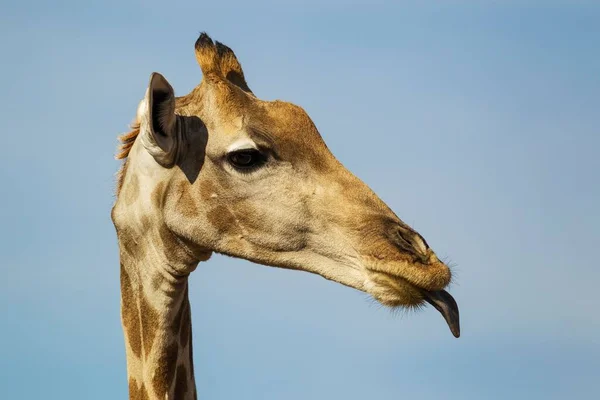 Southern Giraffe Giraffa Giraffa Female Sticking Out Her Tongue Close — Stockfoto