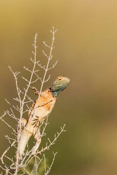 Ground Agama Agama Aculeata Male Climbing Low Shrub Kalahari Desert — Stock fotografie