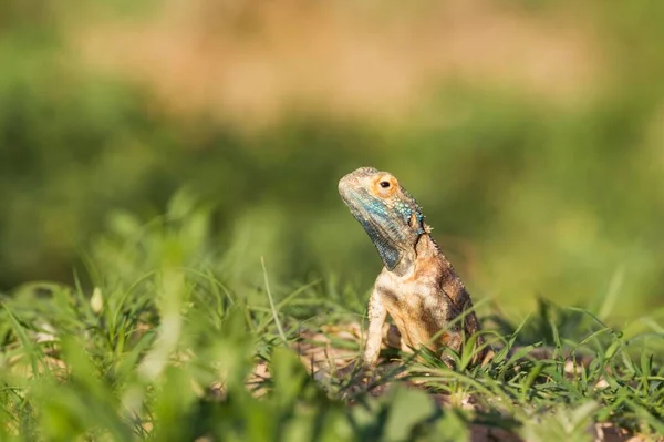 Ground Agama Agama Aculeata Male Rainy Season Green Surroundings Kalahari — Zdjęcie stockowe