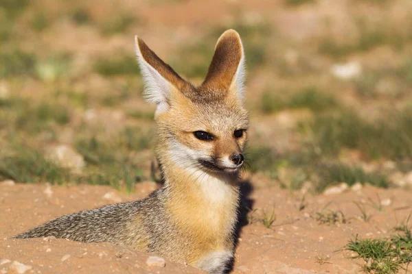 Kapfuchs Vulpes Chama Resting Its Burrow Portrait Kalahari Desert Kgalagadi — Foto de Stock