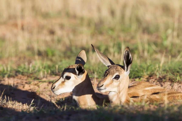 Springboks Antidorcas Marsupialis Two Young Lambs Resting Burrow Kalahari Desert — Foto de Stock