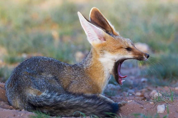 Cape Fox Vulpes Chama Its Burrow Yawning Kalahari Desert Kgalagadi — Foto de Stock