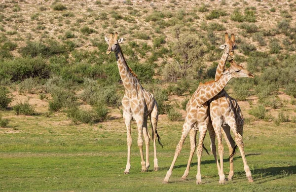 Three Southern Giraffes Giraffa Giraffa Fighting Males Rainy Season Green — Stock Fotó