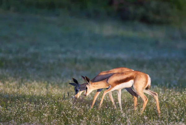 Springboks Antidorcas Marsupialis Δύο Νεαρά Αρνιά Ανθισμένο Λιβάδι Έρημο Kalahari — Φωτογραφία Αρχείου