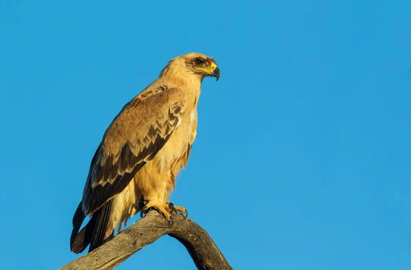 Tawny Eagle Aquila Rapax Pale Variety Sitting Perch Kalahari Desert — Stockfoto